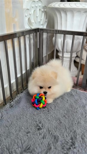 Cheeze's Pomeranian Baby บ้านน้องปอมหน้าหมี เชียงใหม่ on Reels