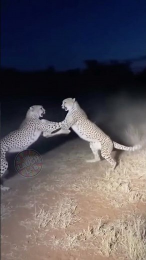 Intense Cheetah Fight at Night | Vicious Growling