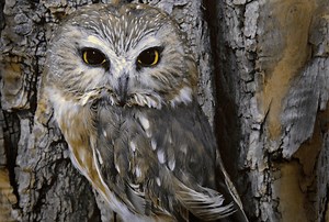 Northern Saw-whet Owl Guide (Aegolius acadicus) - Birding Insider