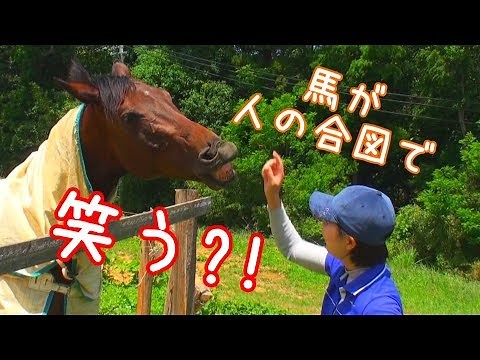 馬が人の合図で笑う？！～馬に芸を教えてみた～