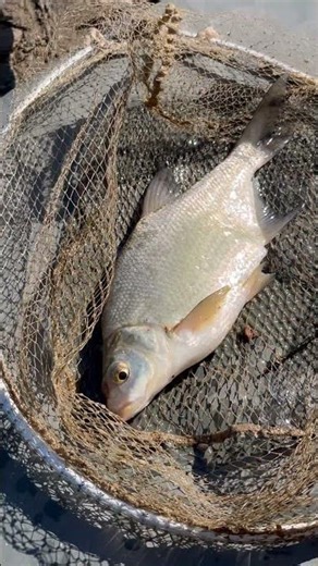 CEJN NA FEEDER🐟🐟🐟už jsou po vytření?