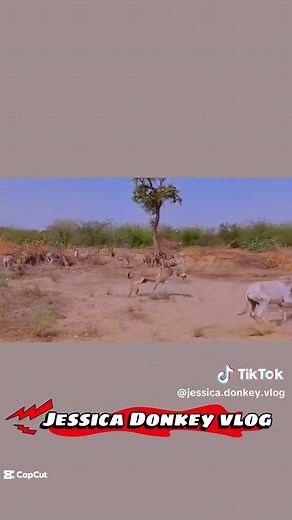 Donkey Breeding Insights in 4K Resolution