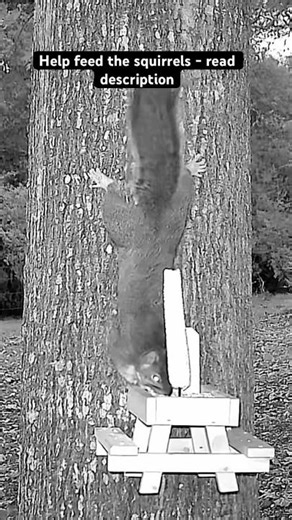 Help the squirrels eat #squirrel