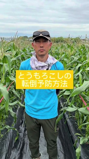 とうもろこしの転倒予防方法｜ピンク紐で根こそぎ倒れを防ぐ