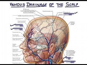 Venous Drainage of the Scalp | Head and Neck Anatomy