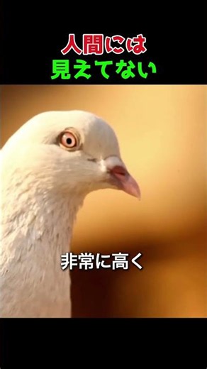 How Animals See the World Differently from Humans