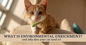 What is Environmental Enrichment and Why Does Your Cat Need it? - Cat Behavior Associates