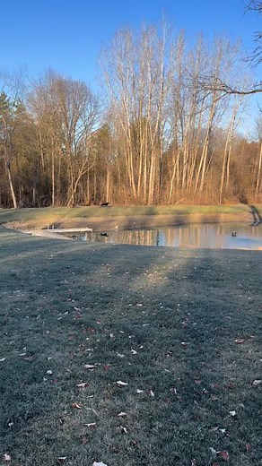 BFFs | Canine Resolution