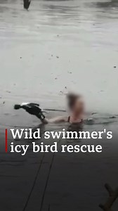6.5M views · 41K reactions | This experienced wild swimmer is used to extremely cold water and managed to rescue a bird trapped in an icy pond. | BBC Norfolk | Facebook