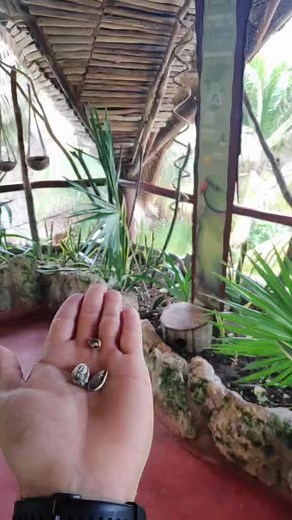 #like #seeds #kramer #wings #yellow #grei #fly #birdsoftiktok #birds #cotorrakramer #kramerparrot #parrot #parrotsoftiktok #parrots #parrotsworld