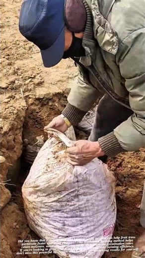 👉 Little-Known Trick: Bury Seeds in Sand to Make Fruit Trees Germinate Twice as Fast