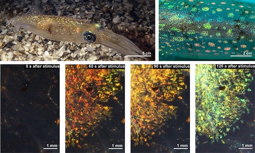 UC Irvine-led team uncovers cell structures that squids use to change their appearance