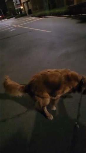 another day to clean my dogs poop #dog #goldenretreiver #youtubeshorts #youtube #subscribe