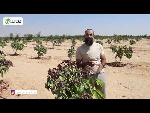 The Ultimate Guide to Mango Tree Pruning & Post-Harvest Care | Grow Mangos