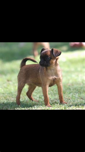 Griffon Bruxellois babies having fun 😍😍😍 #ankc #griffonbruxellois | Wittongapark Griffon Bruxellois