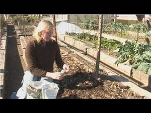 How to Plant Poppy Seeds