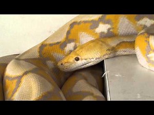 Amazing Purple Albino Jampea reticulated python