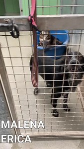 35K views · 761 reactions | In this video, Sylvia takes us on a mini tour of the kennels and introduces us to some of our wonderful dogs who are waiting to find their forever homes. For more information on them please visit our website. Each dog has their own profile, with a write up and an application form at the bottom of their page https://www.manytearsrescue.org/dogslookingforhomes.php | Many Tears Animal Rescue | Facebook