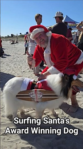 Check out this award winning cute dog from Surfing Santa's Cocoa Beach Ron Jon Surf Shop #santa