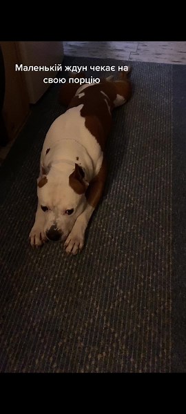 Чекає їжу #amstaff #дніпро🇺🇦 #amstafflovers