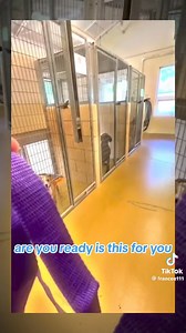 13M views · 425K reactions | Adopt, don't shop  This video is the property of Joe Kay who does amazing work for dogs ❤️❤️❤️ | Mack's Heart Haven | Facebook