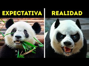 18 Animales tiernos que no son inofensivos en absoluto