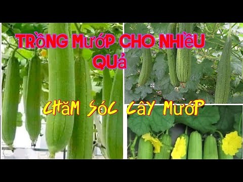 hướng dẫn trồng cây mướp trong thùng xốp sai trĩu quả, quả đầy giàn. Chăm sóc cây mướp.