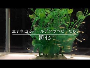 ウーパールーパーゴールデン孵化の様子