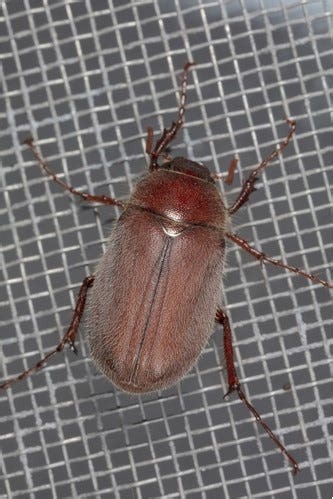 These 'clumsy' beetles sometimes end up stuck in your hair. What to know about June bugs
