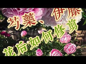 芍药、伊藤牡丹花开之后的修剪How to Trim Peonies ant Itoh Peonies after Flowering