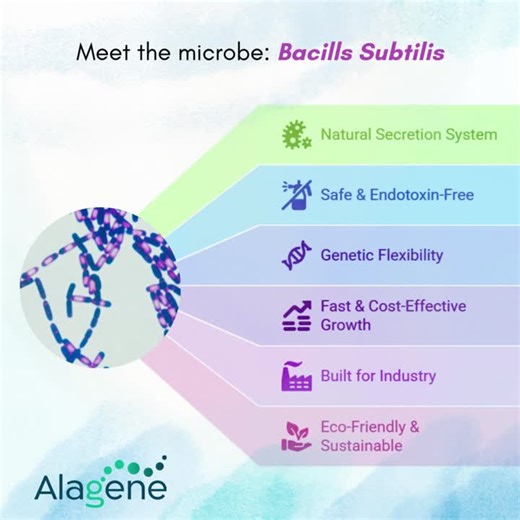 Bacillus subtilis: The Secretion Specialist for Fermentation | Orly Savion , PhD posted on the topic | LinkedIn