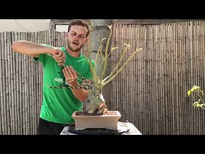 Desert Rose (Adenium) Bonsai Makeover - The Bonsai Supply