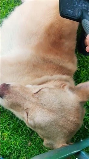 #lady se relaja #pillo