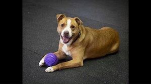 3.7K views · 20 reactions | Meet our adventure‑loving superstar...