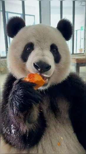 Tips: Don’t watch this video if you’re hungry.🤭#panda #pandaeat #pandaexpress #eating #eatingsounds #eatingshow #fyp #foryou #cute #animalsoftiktok #pandasoftiktok