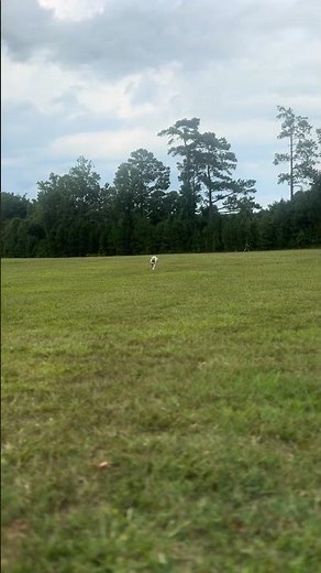 Off leash recall on point…and no ecollar 😜 #wildchild #dogtrainingnearme #offleash