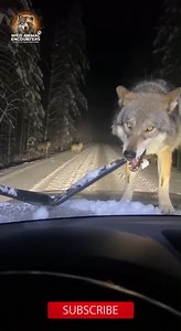 7.8M views · 26K reactions | POV: Your car breaks down in the taiga, and the welcoming committee arrives. They weren't just curious. That wiper is definitely gone. #wildlife #WildAnimalEncounters #WolfPack #TaigaWolves #Russia #StalledCar #Nightmare | Wild Animal Encounters | Facebook