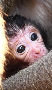 5.4K views · 987 reactions | Wow! Baby monkey JoJo is still in red color, looks beautiful. #AnimalsShelter #AmberTroop #JulinaMonkey #JoJoMonkey | Animals Shelter | Facebook