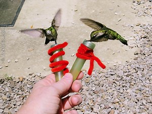 Hand-feeding Hummingbirds at Lake Hope | TrekOhio