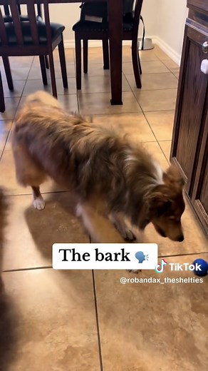 Our reactions to the automatic rolling dog ball 😂 #dogtoy #dogenrichment #dogsoftiktok #shelties #doglover #funnydogs