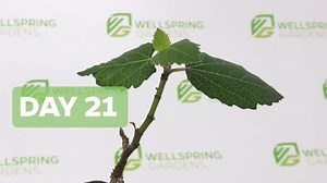 Magnolia Brunswick Fig Tree - Ficus carica by Wellspring Garden - Captivating & Abundant Fruit Producer - Versatile Fruit Tree - Robust Growth - Garden Ornamental