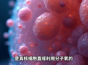 过氧化物酶体（peroxisome）