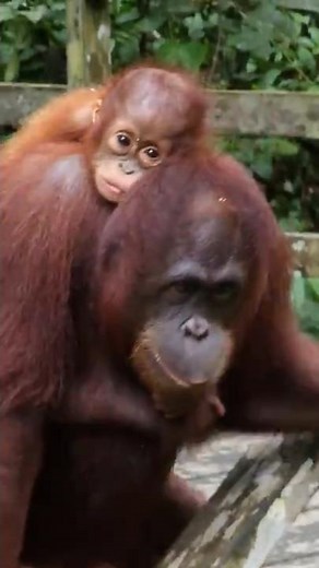 Are the humans too close to these Orangutans ?