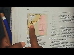 Glycogen metabolism (glycogen synthesis) part 1