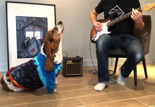 So nice song! 💯💯 | Basset Hound Lover