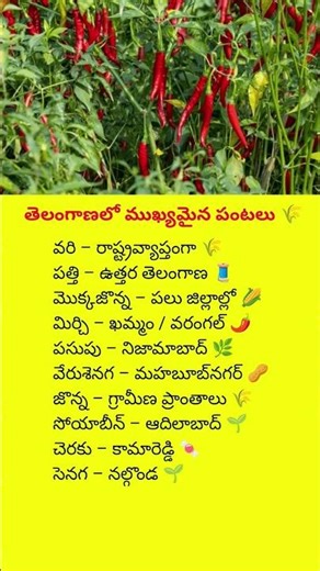 Top Crops Grown in Telangana State – Rice, Cotton, Maize, Chilli & More Explained #Telangana#crops