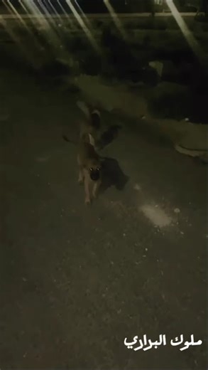 كلب صغير ينبح