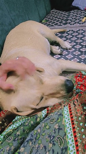 kya sukun aur aaram mil raha hai 🥰😂#dogcomedy #viral #labrador