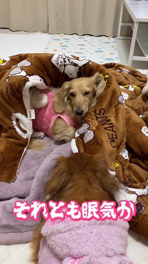 眠いみっちゃん😴#ミニチュアダックス #犬かわいい