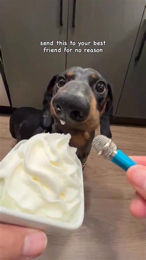 9.8K views · 25 reactions | BOOP DA SNOOTTTTTT 來 .⁣ .⁣ . #kingofcronch #minidachshund #dachshund #doggo #funnydogs #asmr #asmrcommunity #asmrsounds #asmreating #satisfying #getyourcronchon | Leo TheWeeno | Facebook